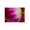 2023 Tulip Blossoms US First-Class Postage USPS Forever Stamps 100pcs/Pack (20PCS/Booklet)